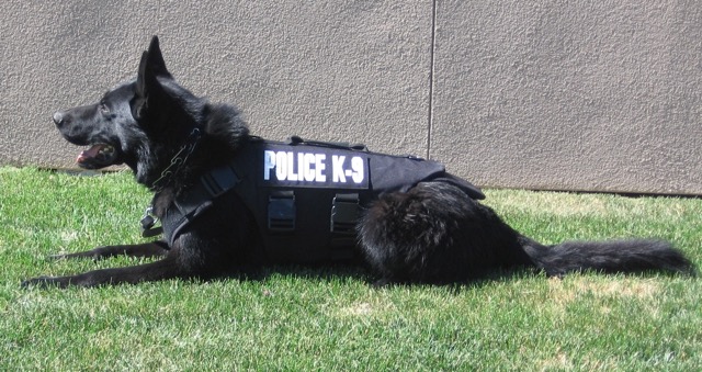 Police K9